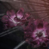 Komar Fototapete Flemish Flowers D: ca. 125 cm