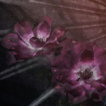 Komar Fototapete Flemish Flowers D: ca. 125 cm